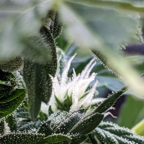 Eleanor growlog timeline photo