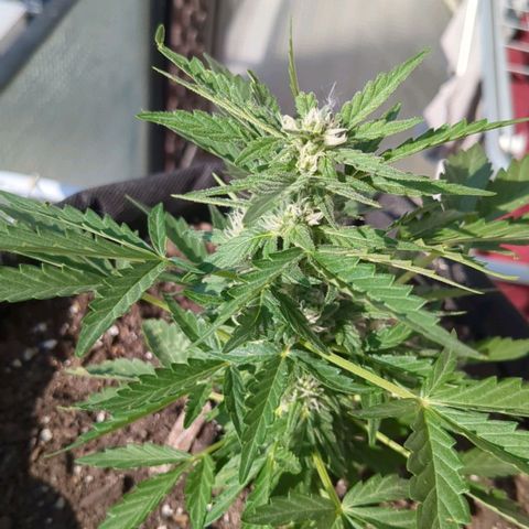 Eleanor growlog timeline photo