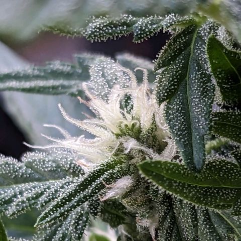 Eleanor growlog timeline photo