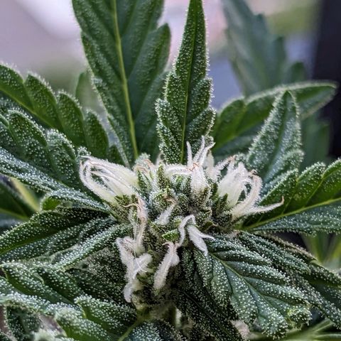 Eleanor growlog timeline photo
