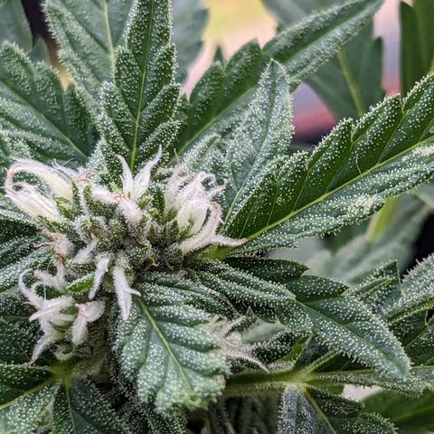 Eleanor growlog timeline photo