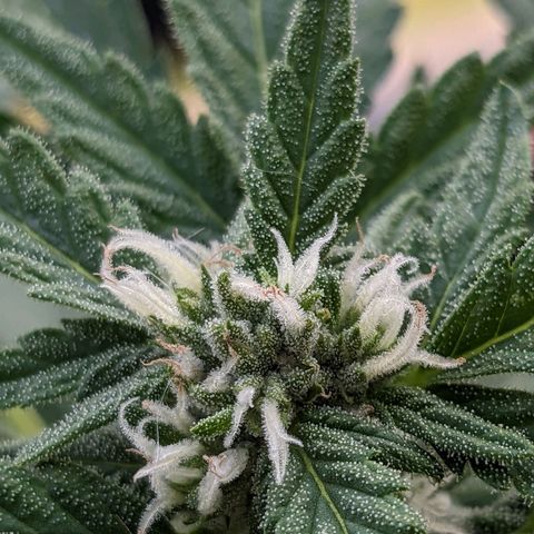 Eleanor growlog timeline photo