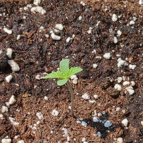 Juliet growlog timeline photo