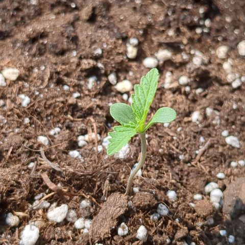 Juliet growlog timeline photo