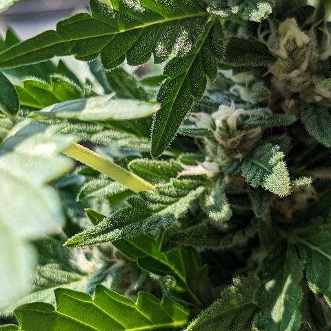 Eleanor growlog timeline photo