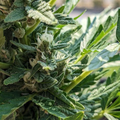Eleanor growlog timeline photo