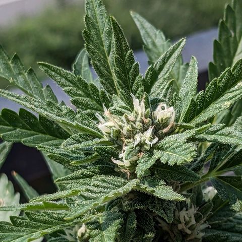 Eleanor growlog timeline photo