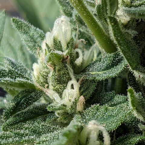 Eleanor growlog timeline photo