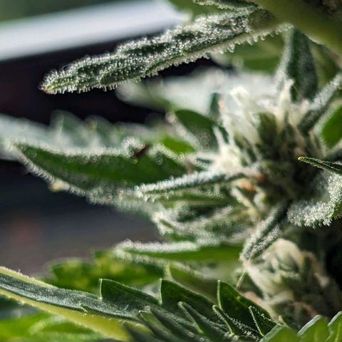 Eleanor growlog timeline photo