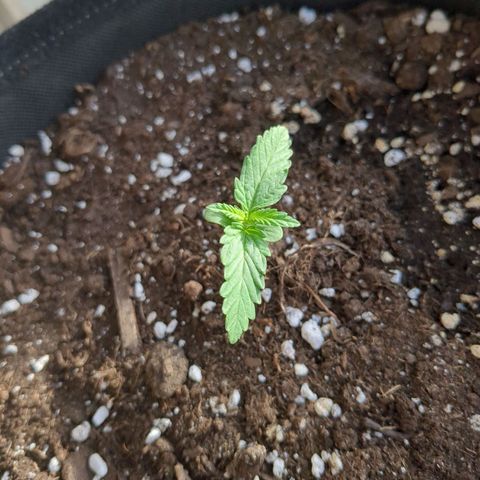 Juliet growlog timeline photo