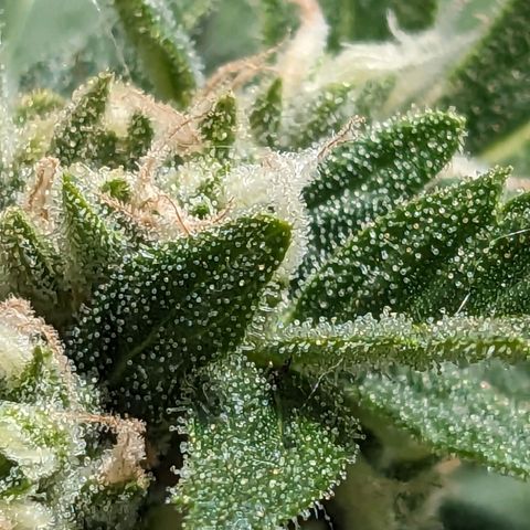 Eleanor growlog timeline photo
