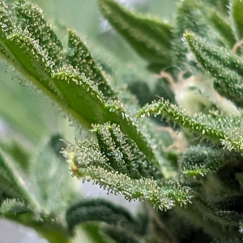 Eleanor growlog timeline photo