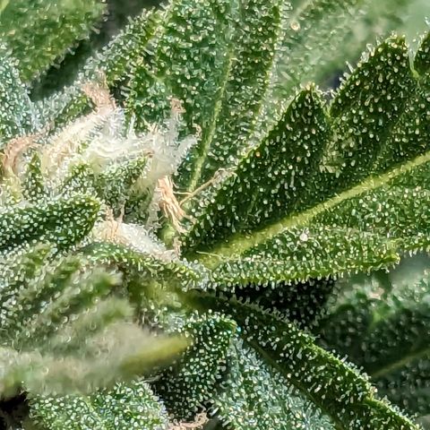 Eleanor growlog timeline photo