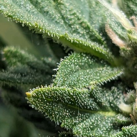 Eleanor growlog timeline photo