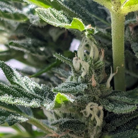Eleanor growlog timeline photo
