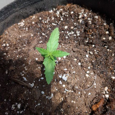 Juliet growlog timeline photo