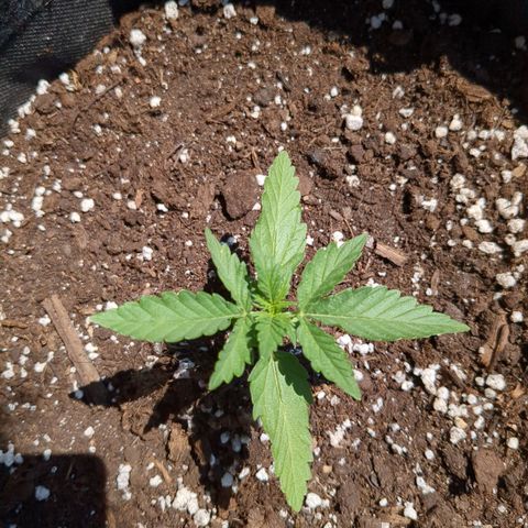 Juliet growlog timeline photo