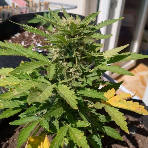 Eleanor growlog timeline photo