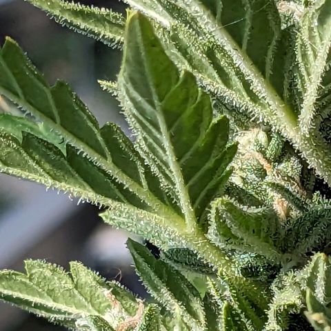 Eleanor growlog timeline photo