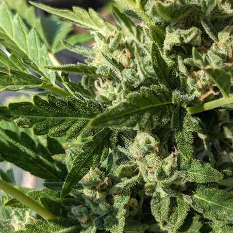 Eleanor growlog timeline photo
