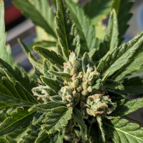 Eleanor growlog timeline photo