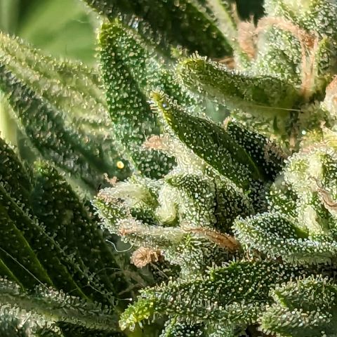Eleanor growlog timeline photo