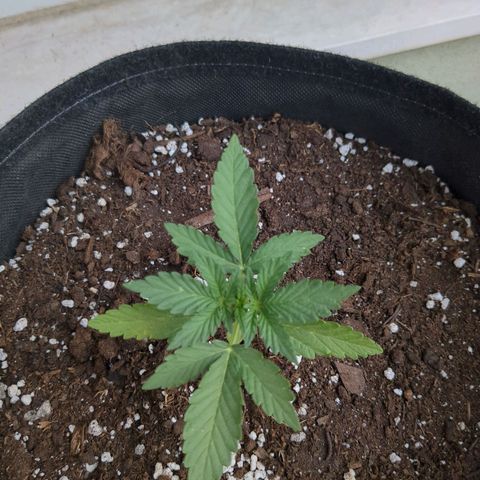 Juliet growlog timeline photo
