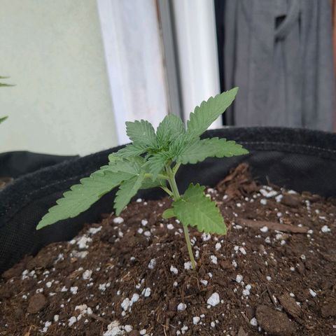 Juliet growlog timeline photo