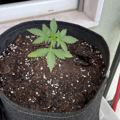Juliet growlog timeline photo