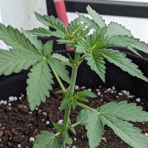 Juliet growlog timeline photo