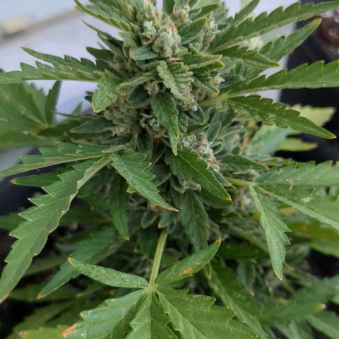 Eleanor growlog timeline photo