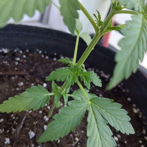 Juliet growlog timeline photo