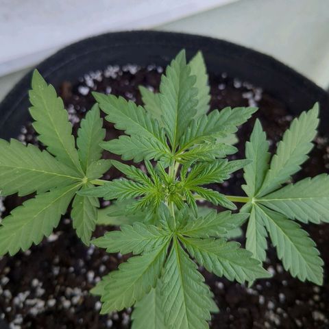 Juliet growlog timeline photo