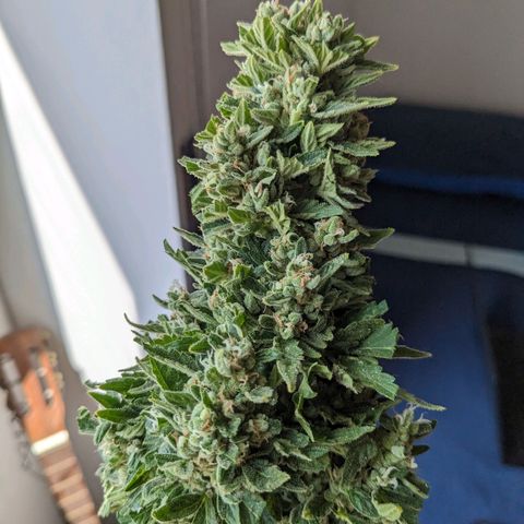 Eleanor growlog timeline photo