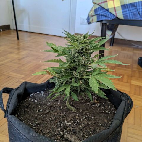 Eleanor growlog timeline photo