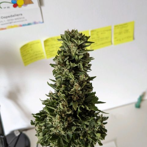 Eleanor growlog timeline photo