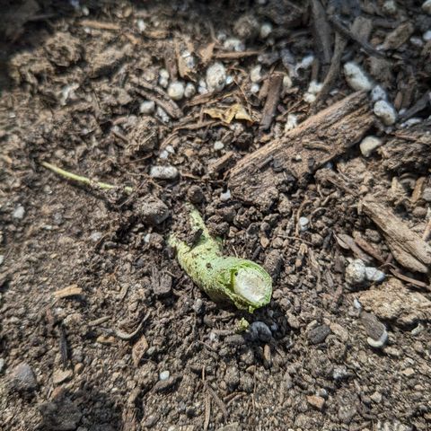 Eleanor growlog timeline photo