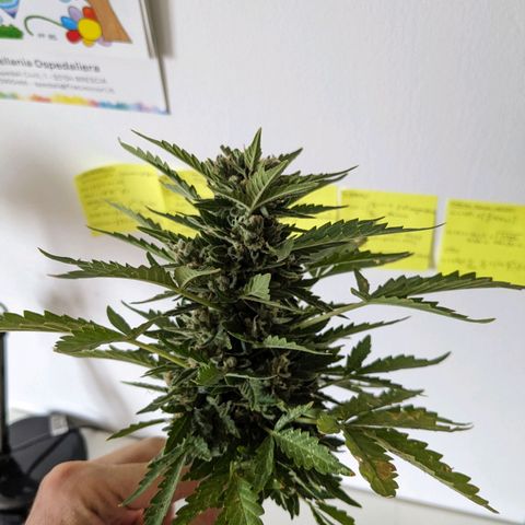 Eleanor growlog timeline photo