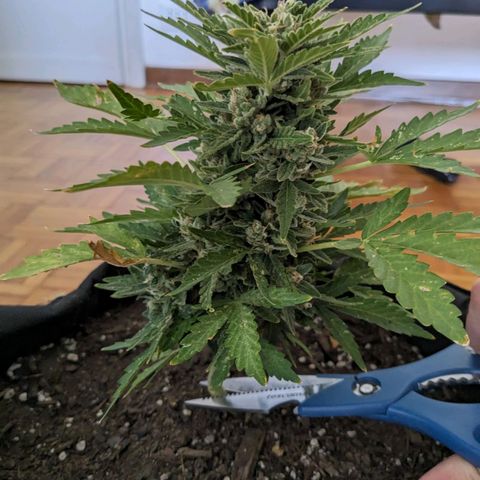 Eleanor growlog timeline photo