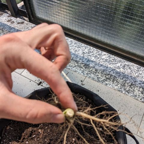 Eleanor growlog timeline photo