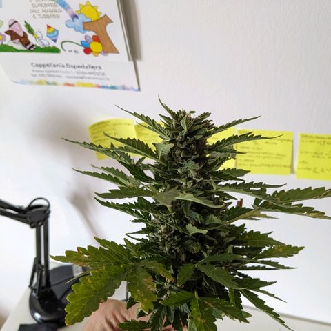 Eleanor growlog timeline photo