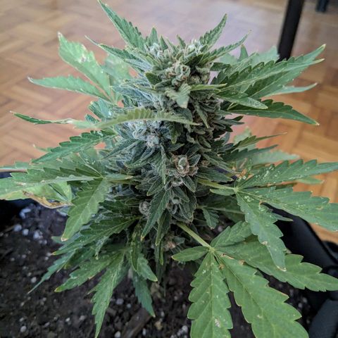 Eleanor growlog timeline photo