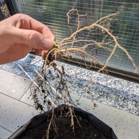 Eleanor growlog timeline photo