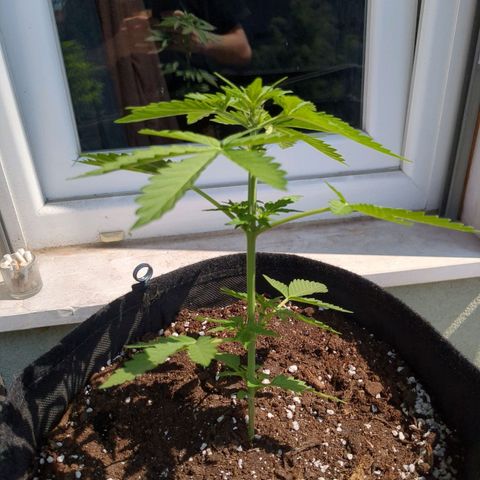Juliet growlog timeline photo