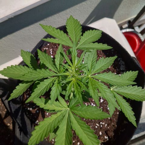 Juliet growlog timeline photo