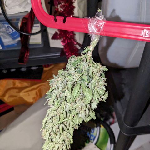 Eleanor growlog timeline photo