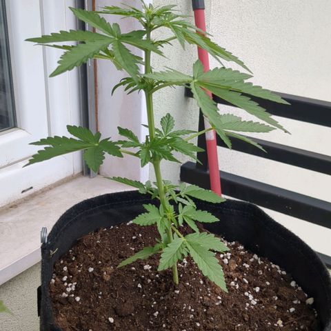 Juliet growlog timeline photo