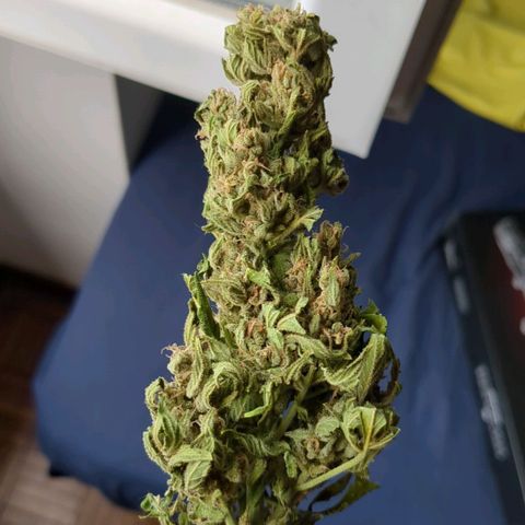 Eleanor growlog timeline photo