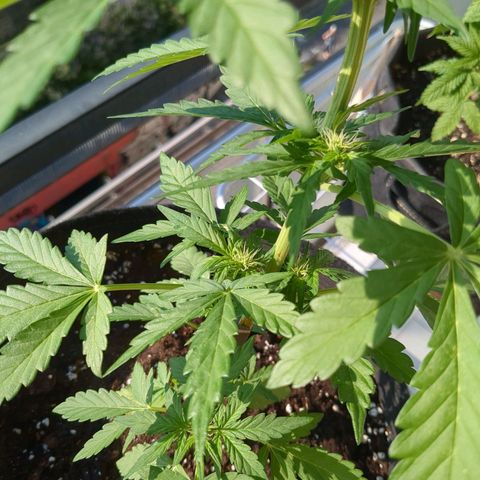 Juliet growlog timeline photo