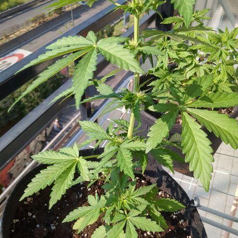 Juliet growlog timeline photo